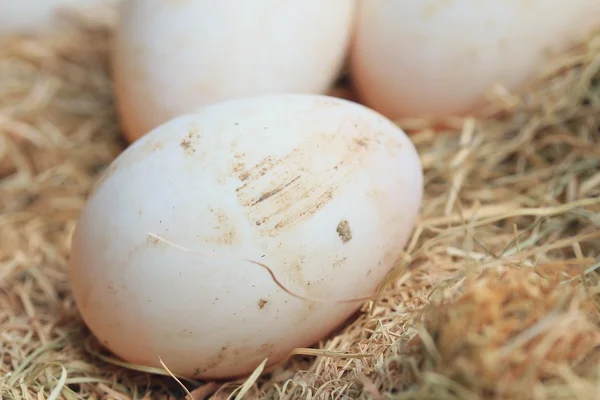 Утиные яйца на соломе — стоковое фото
