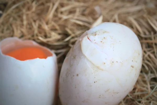 Ovos de pato na palha — Fotografia de Stock