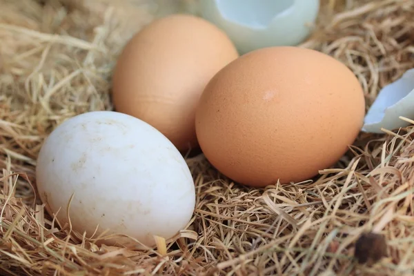Frische Eier und Enteneier — Stockfoto
