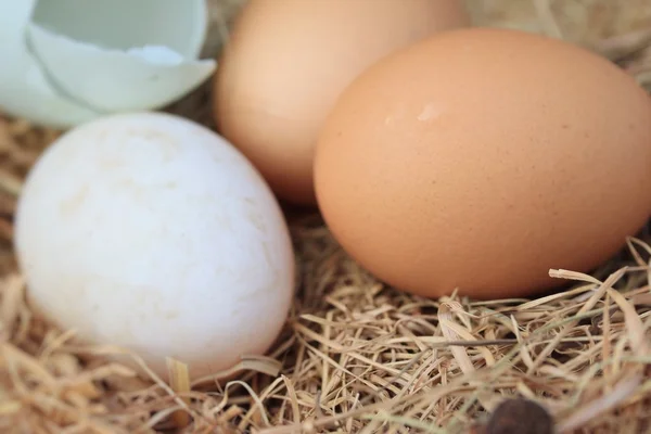 Ovos frescos e ovos de pato — Fotografia de Stock