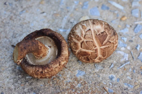 Fresh mushrooms in nature — Stock Photo, Image