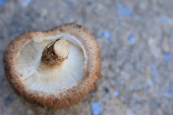 Verse champignons in de natuur — Stockfoto