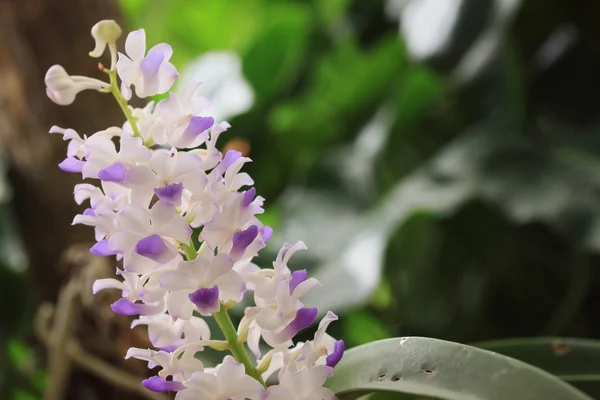 Fiori di orchidea sulla natura — Foto Stock