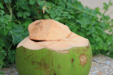 lezzetli taze hindistan cevizi içki