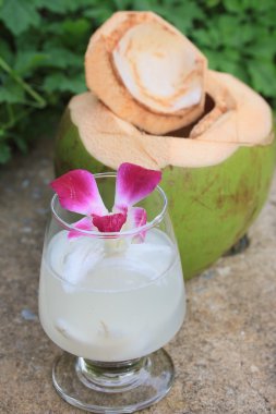 lezzetli taze hindistan cevizi içki