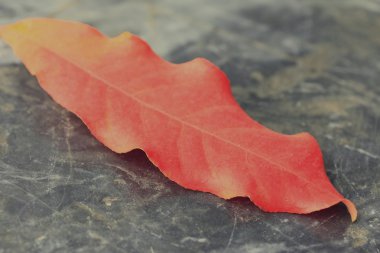 Mermer üzerinde kurutulmuş yaprakları