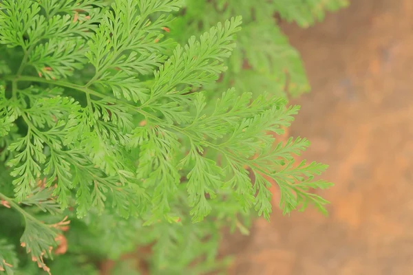 Gröna ormbunke i naturen — Stockfoto