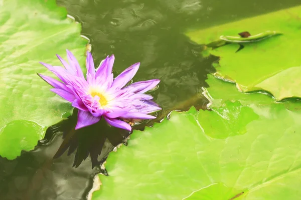 Purple lotus in nature — Stock Photo, Image