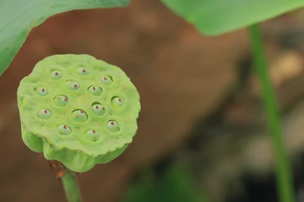 Lotus utsäde i naturen — Stockfoto