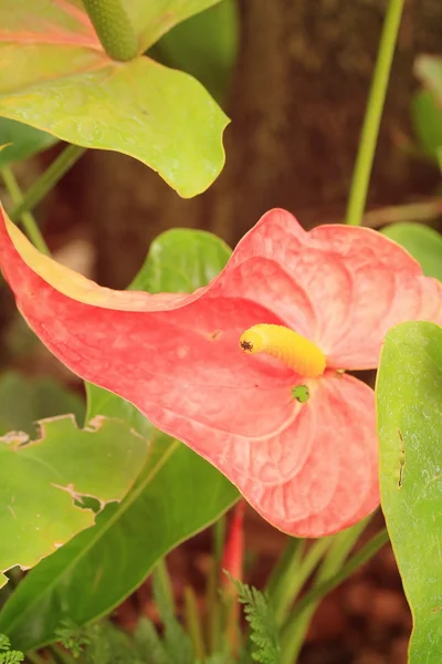 Pink anthurium andreanum - flamingo lily — Stock Photo, Image