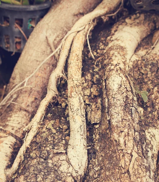 Fondo natural de raíz de árbol —  Fotos de Stock