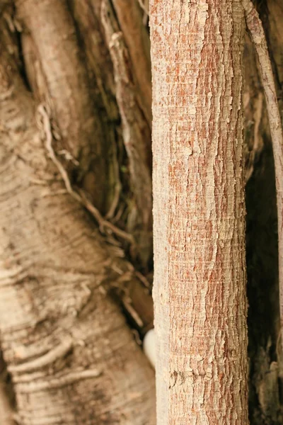 Natuurlijke boom wortel achtergrond — Stockfoto