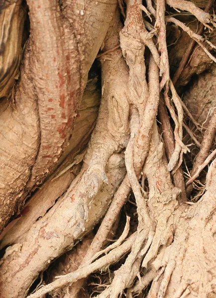 Natuurlijke boom wortel achtergrond — Stockfoto