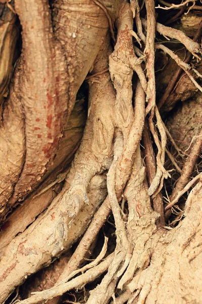 Natuurlijke boom wortel achtergrond — Stockfoto