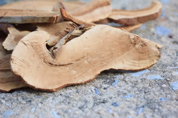 Ganoderma lucidum con seco —  Fotos de Stock