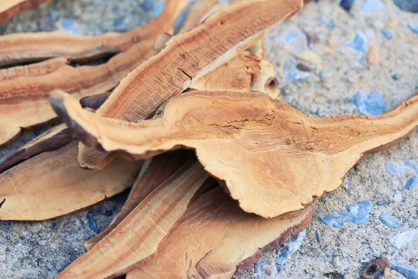 Ganoderma lucidum with dried — Stock Photo, Image