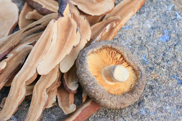 Kurutulmuş Ganoderma Lucidium ile — Stok fotoğraf