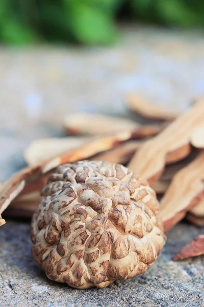 Ganoderma lucidum with dried — Stock Photo, Image