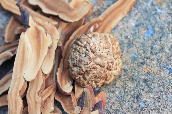 Ganoderma lucidum z suszonych — Zdjęcie stockowe