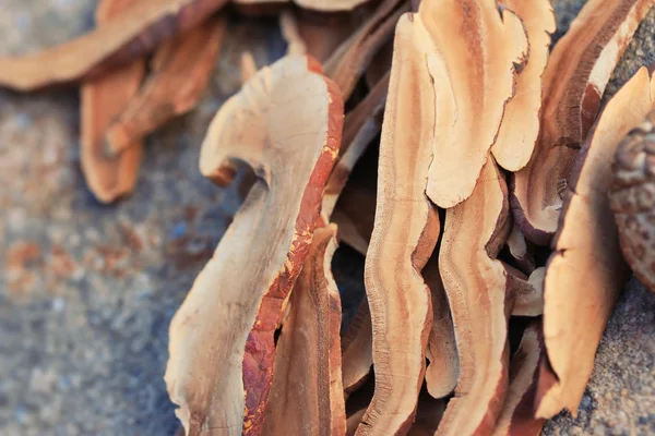 Ganoderma lucidum with dried — Stock Photo, Image