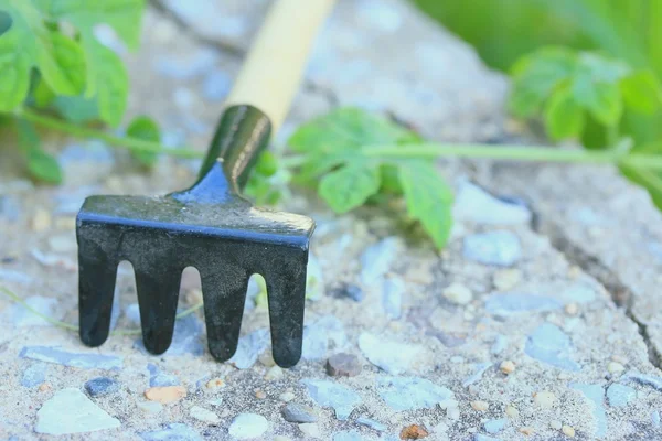 Trädgårdsskötsel verktyg i naturen — Stockfoto