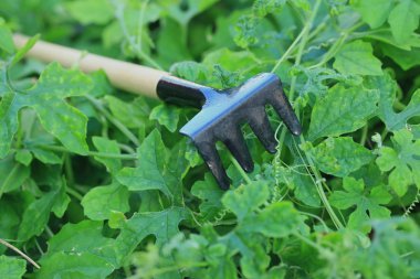 Bahçe araç doğada