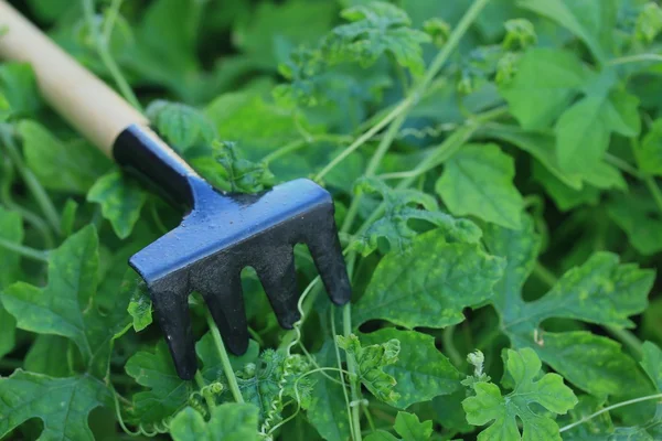 Gardening tool in nature — Stock Photo, Image