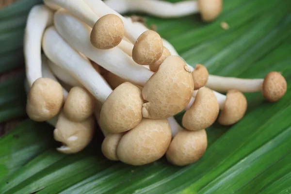 Champignons frais sur le bois — Photo