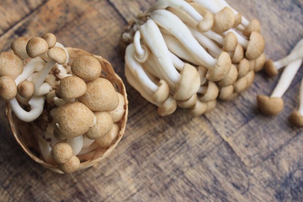 Свежие грибы на дереве
