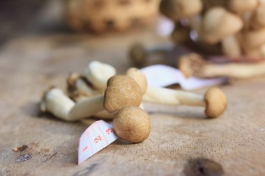 Ahşap üzerinde taze mantar