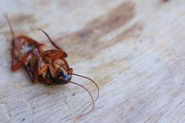 Ahşap üzerinde ölü Hamam böceği