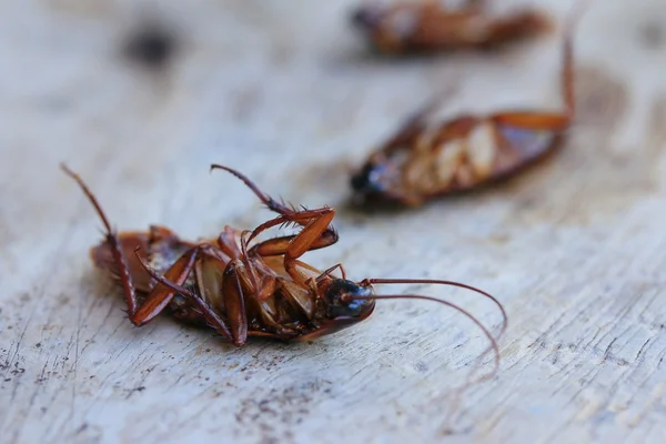 Dode Cockroach op houten — Stockfoto