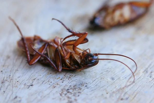 Cucaracha muerta en madera —  Fotos de Stock