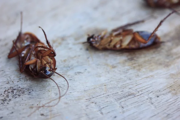 Cucaracha muerta en madera — Foto de Stock