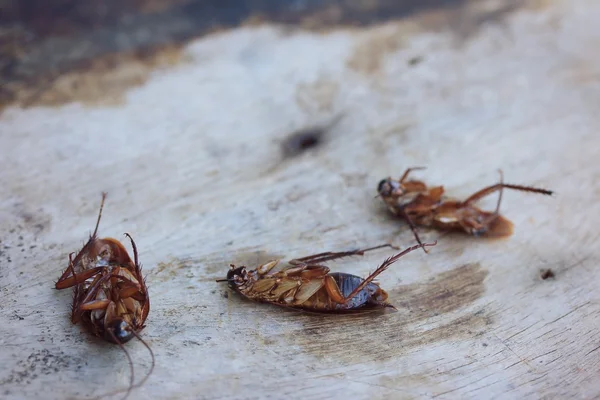 Dode Cockroach op houten — Stockfoto