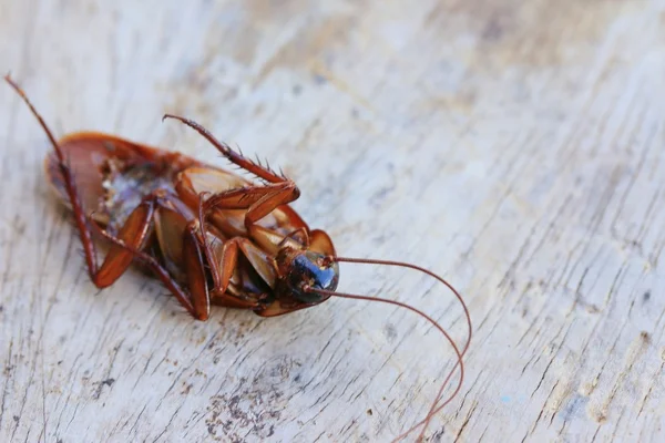 Dode Cockroach op houten — Stockfoto