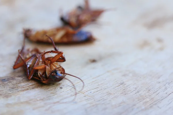 Dead cockroach on wooden — Stock Photo, Image