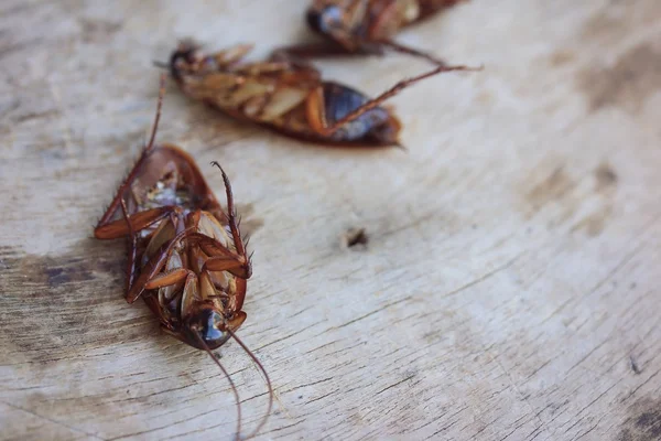 Dead cockroach on wooden — Stock Photo, Image