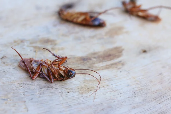 Dode Cockroach op houten — Stockfoto