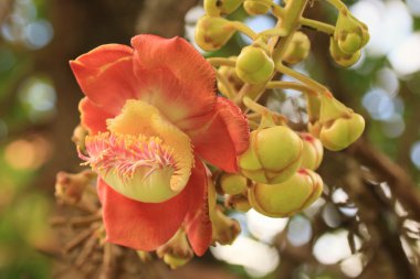 Cannonball ağaç doğa