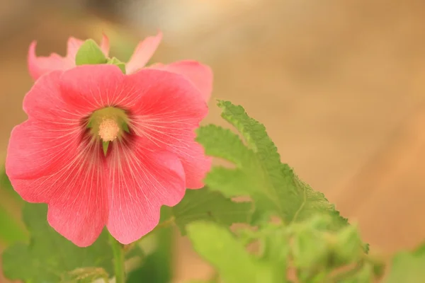 Hollyhock fiore in natura — Foto Stock