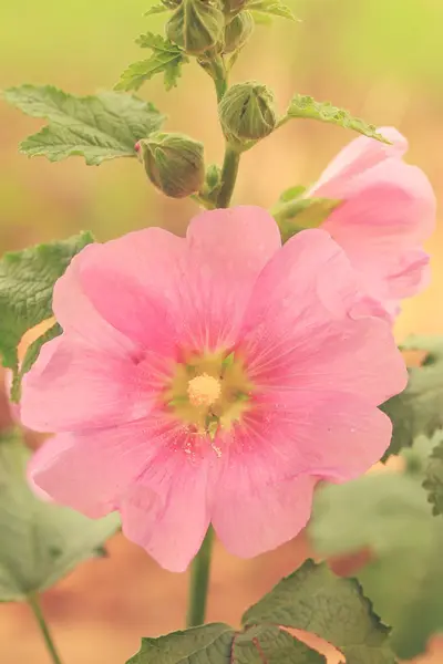 Topolovka květ v přírodě — Stock fotografie