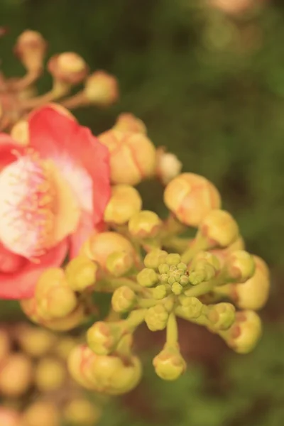 Árvore de canhão na natureza — Fotografia de Stock