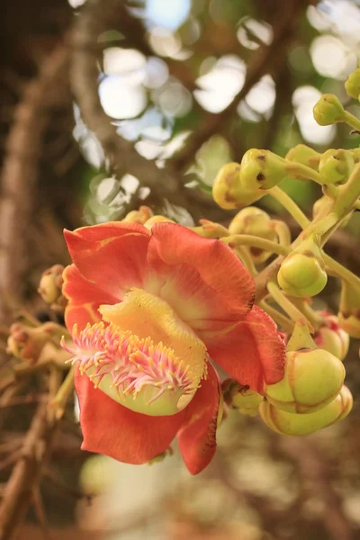 Árvore de canhão na natureza — Fotografia de Stock