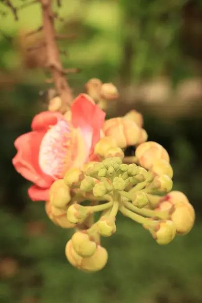 Árvore de canhão na natureza — Fotografia de Stock