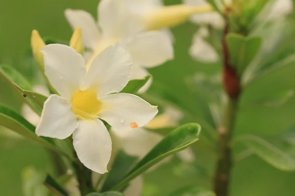 Fleur de vinca blanche dans la nature — Photo