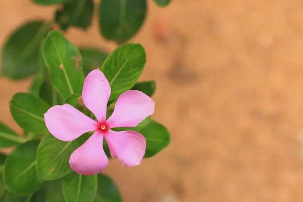 Fleur de vinca rose dans la nature — Photo