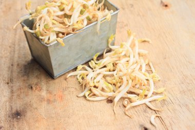 fasulye filizi ve tohum