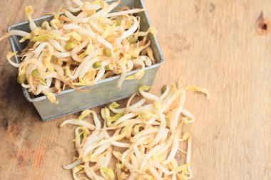 fasulye filizi ve tohum