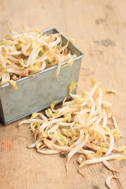 fasulye filizi ve tohum